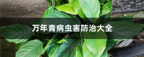 万年青病虫害防治大全