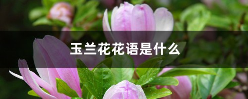 玉兰花花语是什么