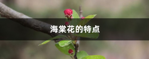 海棠花的特点