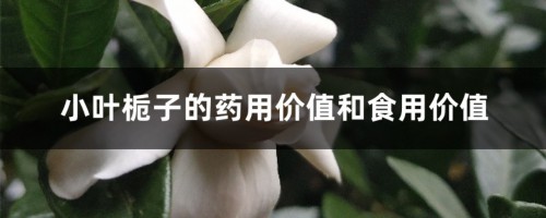 小叶栀子的药用价值和食用价值