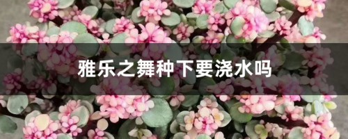 雅乐之舞种下要浇水吗，正确的浇水方法