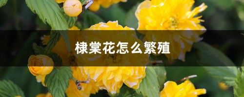 棣棠花怎么繁殖