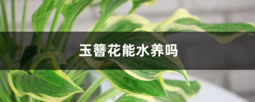 玉簪花能水养吗