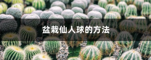 盆栽仙人球的方法