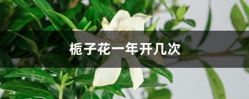 栀子花的花期一年几次，不开花怎么办呢？