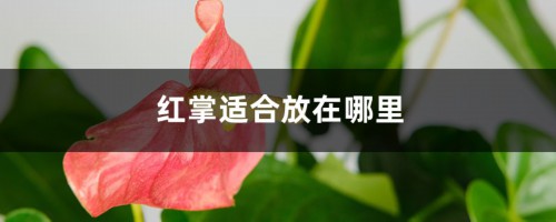 红掌适合放在哪里