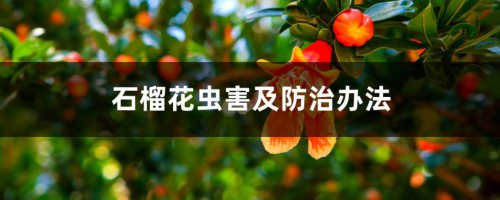 石榴花虫害及防治办法