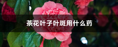 茶花叶子叶斑用什么药