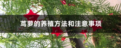 茑萝的养殖方法和注意事项