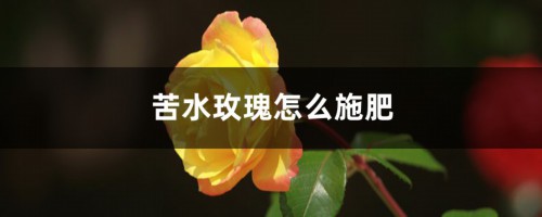 苦水玫瑰怎么施肥