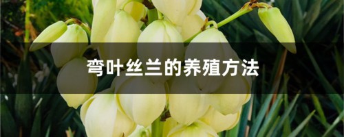 弯叶丝兰的养殖方法