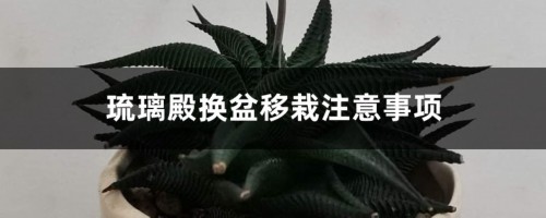 琉璃殿换盆移栽注意事项